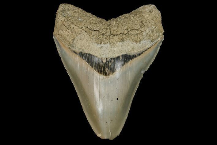 Serrated, Fossil Megalodon Tooth - Aurora, North Carolina #179735